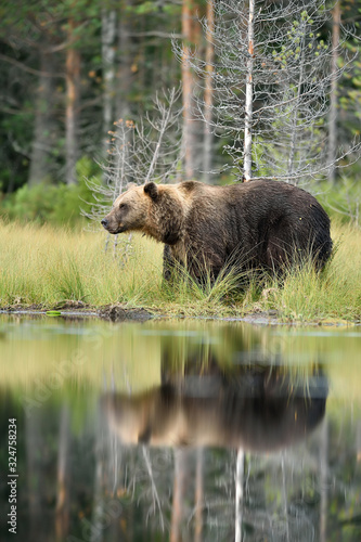 big male brown bear with water reflection