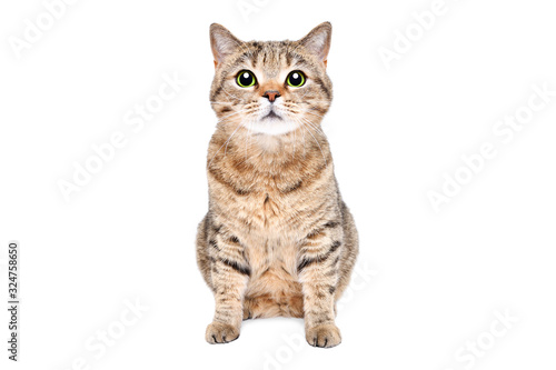 Charming cat Scottish Straight sitting looking at the camera isolated on white background