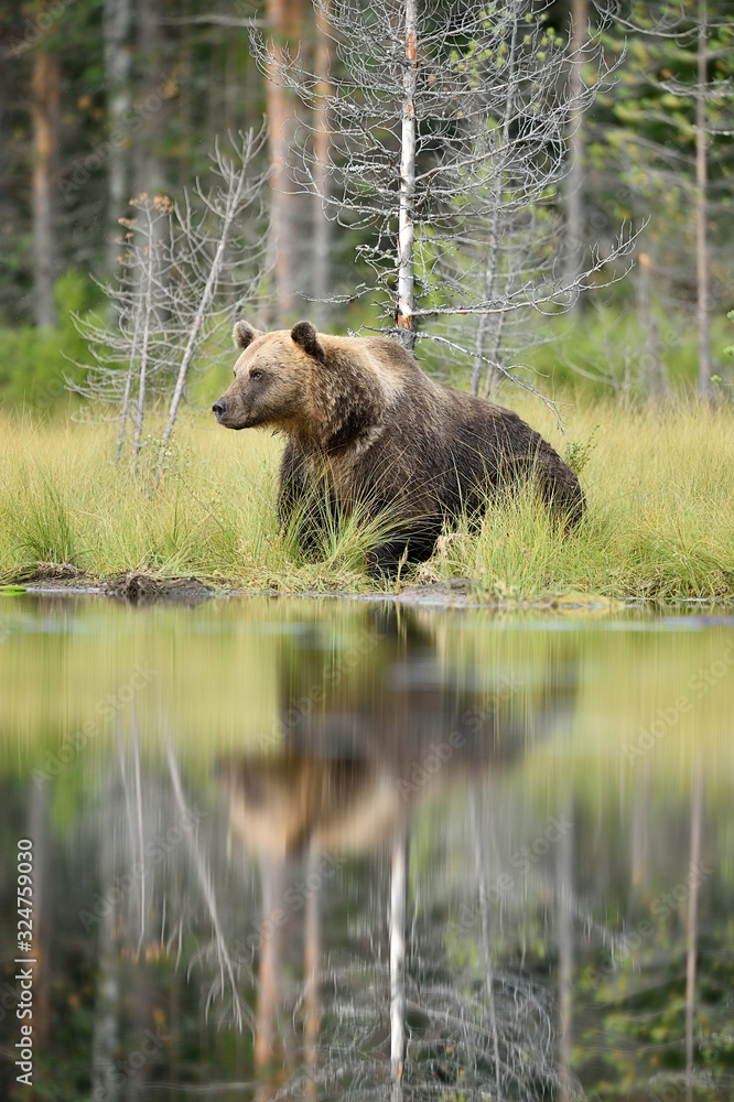 brown bear in front of water at summer brown bear in front of water at summer
