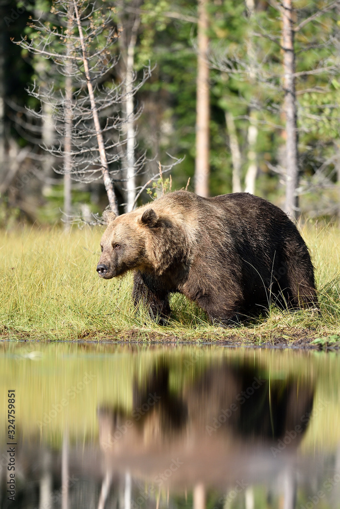 Fototapeta premium brown bear with reflection on water