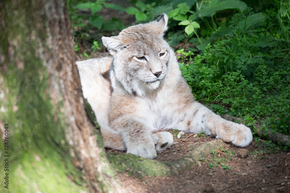 Fototapeta premium Luchs