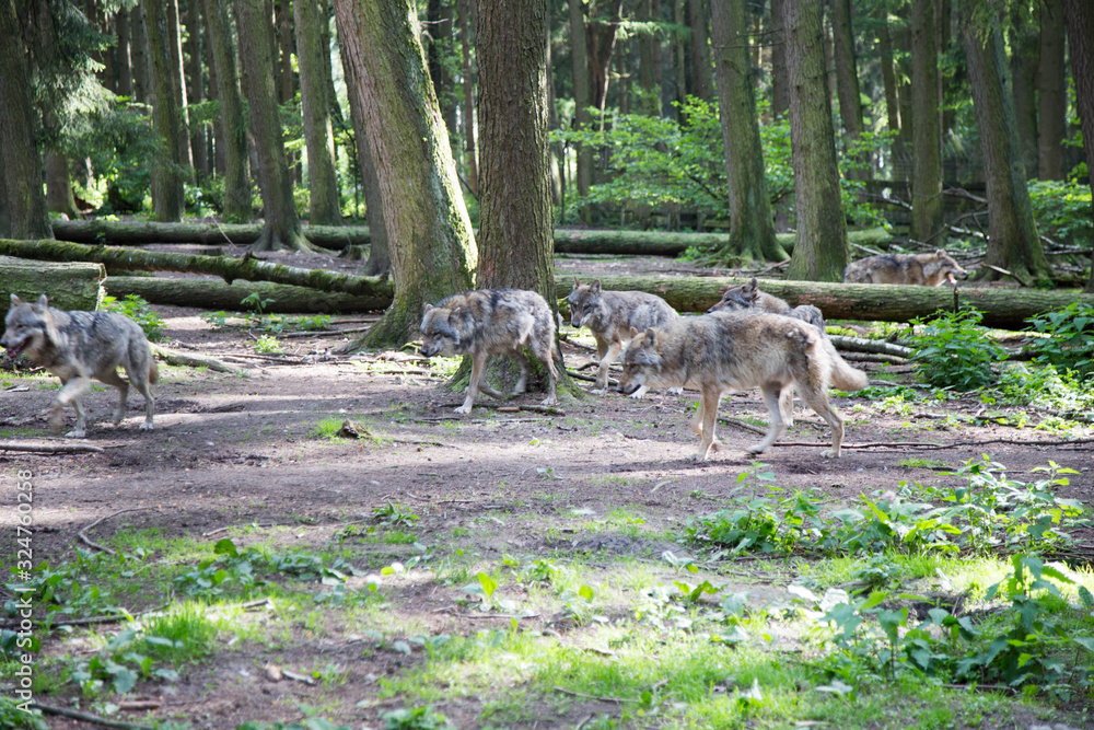 Fototapeta premium Wolf