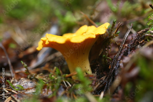 Poisonous mushrooms chanterelle agarics grow from a rotten tree natural background
