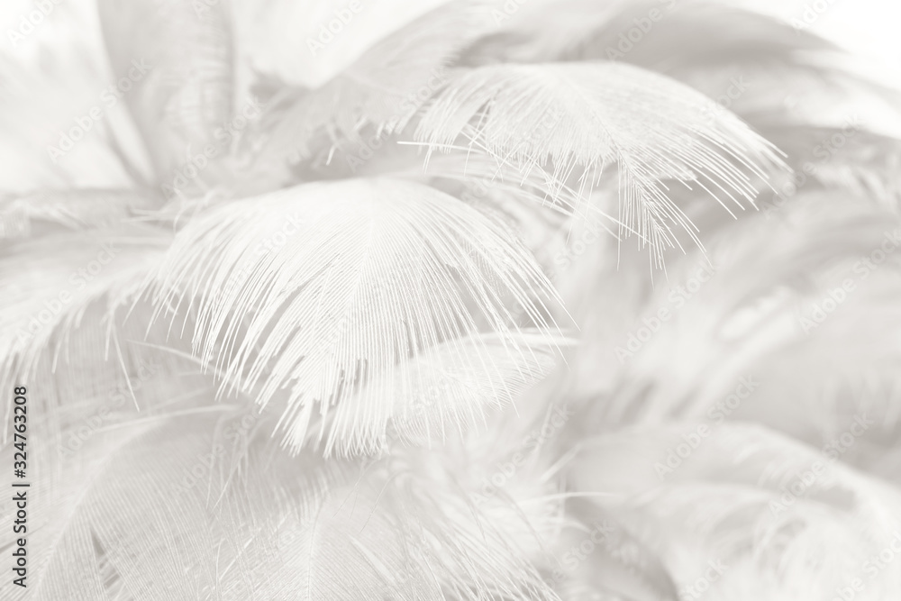 Beautiful white feather wooly pattern texture background Beautiful white feather wooly pattern texture background