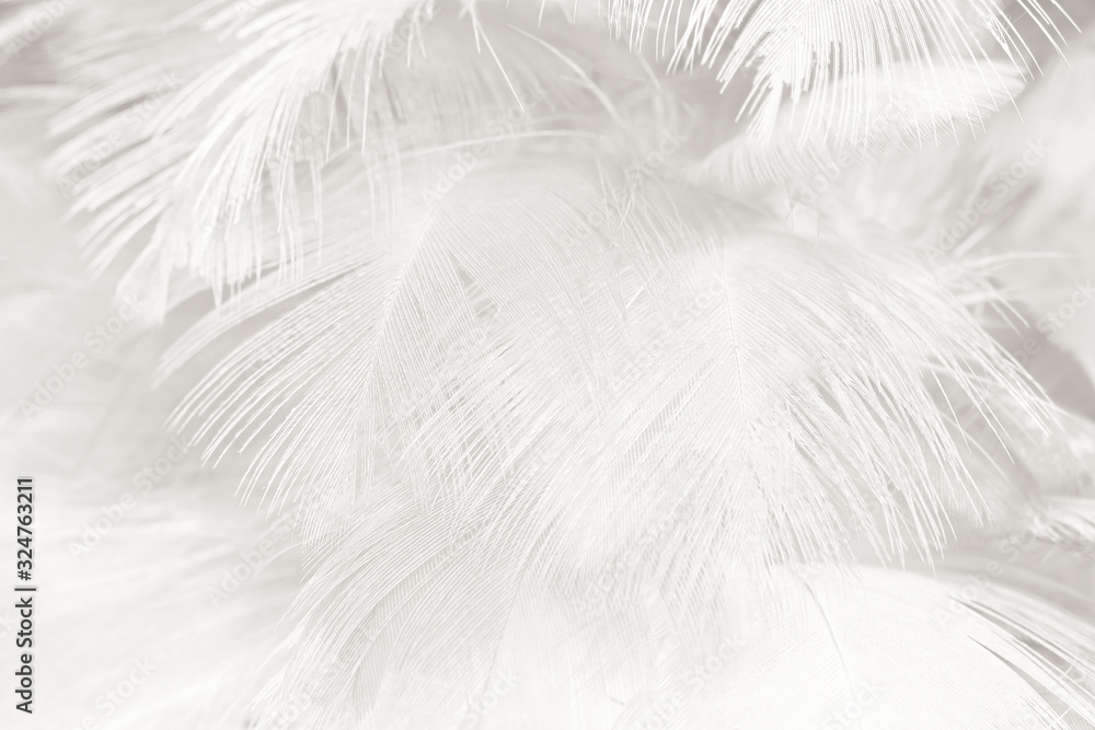 Beautiful white feather wooly pattern texture background Beautiful white feather wooly pattern texture background