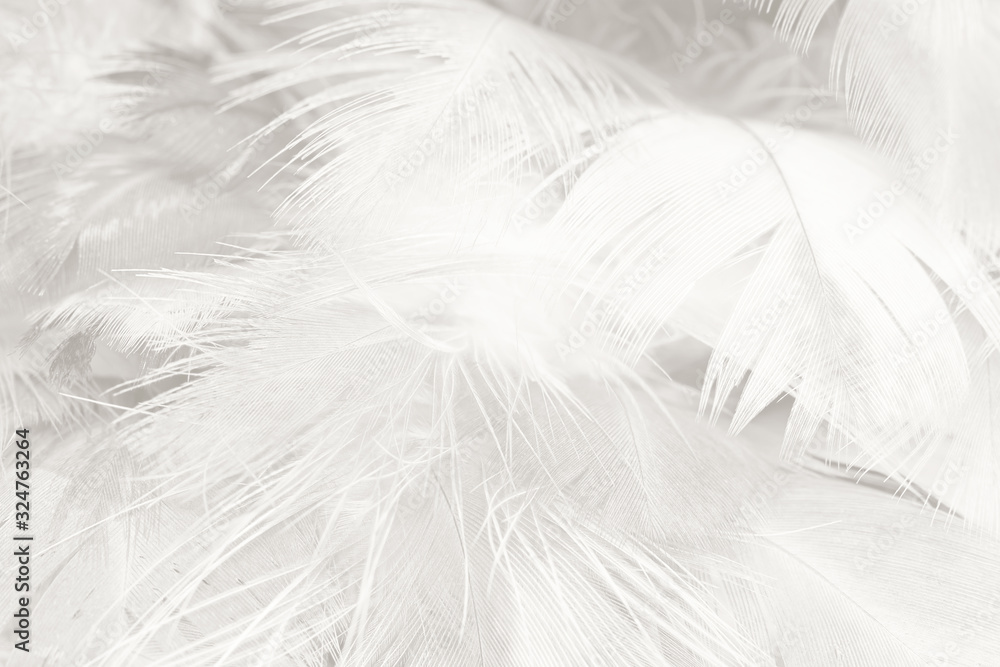 Beautiful white feather wooly pattern texture background Beautiful white feather wooly pattern texture background