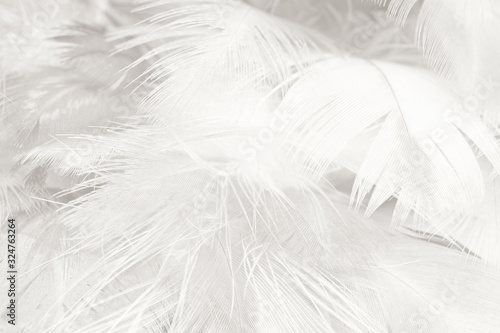 Fototapeta Naklejka Na Ścianę i Meble -  Beautiful white feather wooly pattern texture background