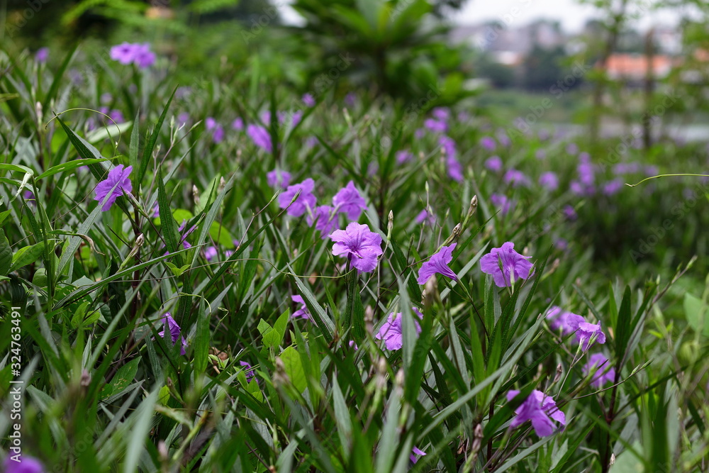 Flowers in the field 
