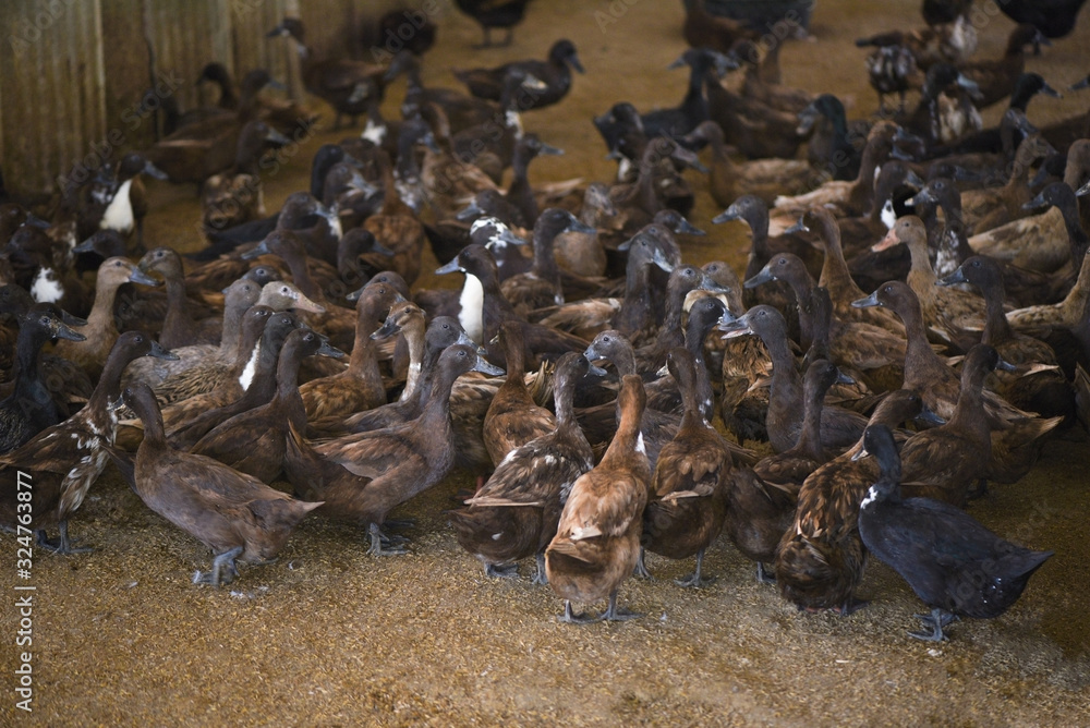 Fototapeta premium Lots of duck in local farm for duck egg production - brown ducks farm