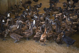 Lots of duck in local farm for duck egg production - brown ducks farm