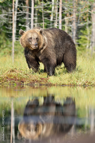 big male brown bear at daylight in bog