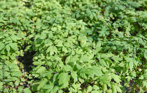 White mugwort leaves green for herb vegetable food nature in the garden - Artemisia lactiflora