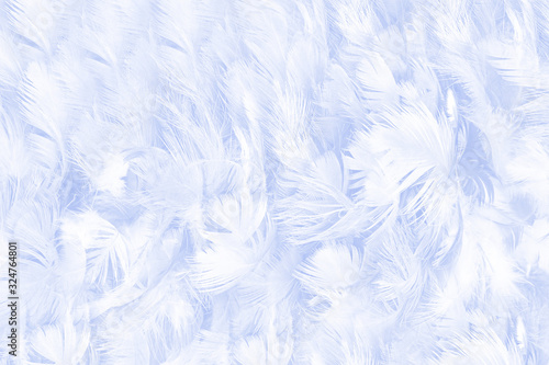 Beautiful blue violet feather pattern texture background