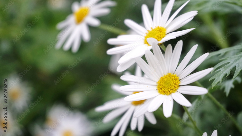 Obraz premium Daisy Macro