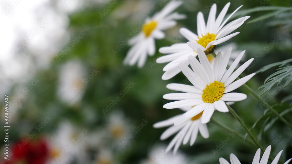 Fototapeta premium Daisy Macro