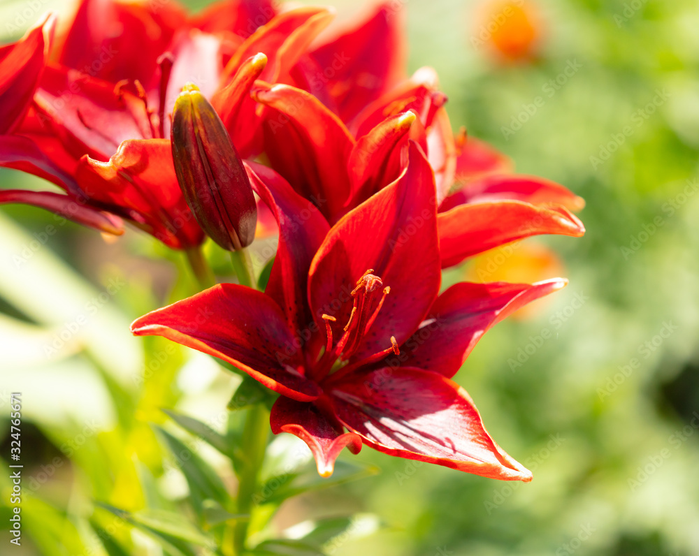 Fototapeta premium Red flower in the park.