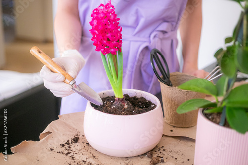 woman's hands transplanting, planting pink hyacinth with gardening tools close up
