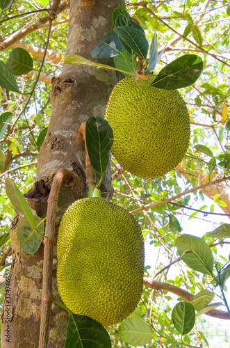 Fruit du jacquier (Artocarpus heterophyllus) à Mayotte photo