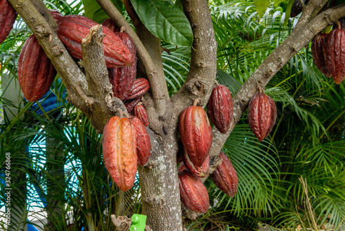 Cabosse de cacaoyer dans un jardin de l'île de La Réunion