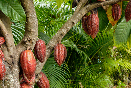 Cabosse de cacaoyer dans un jardin de l'île de La Réunion
