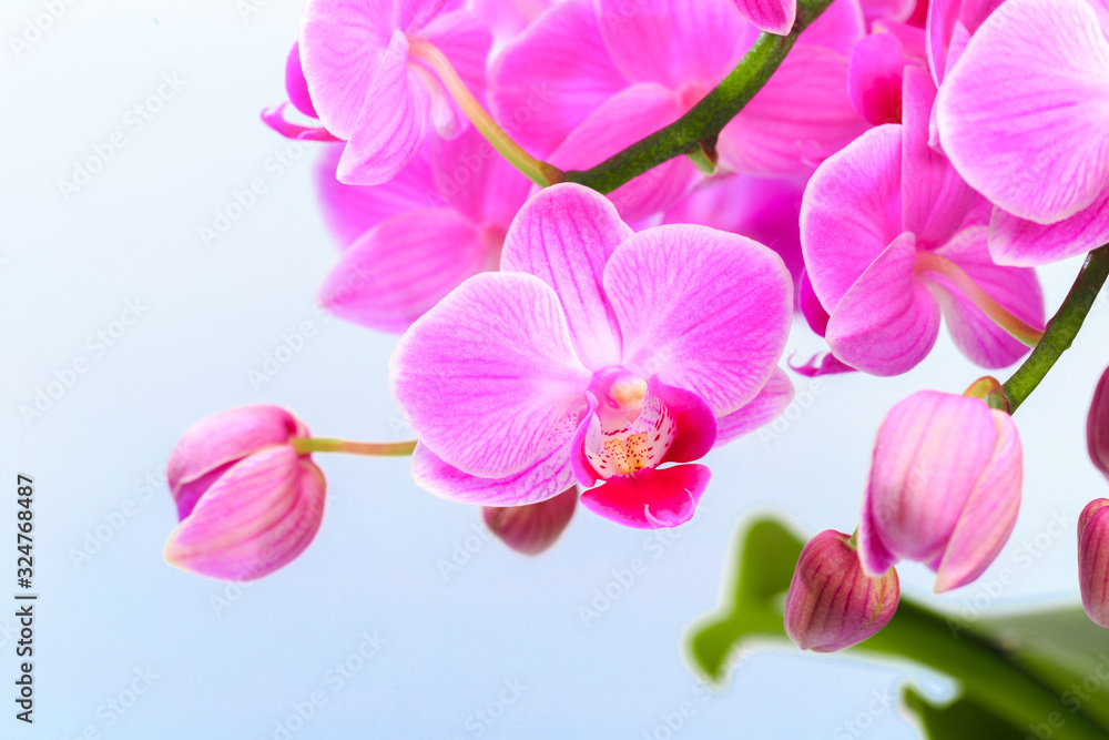 Obraz premium Pink orchid isolated on a white background. - Image