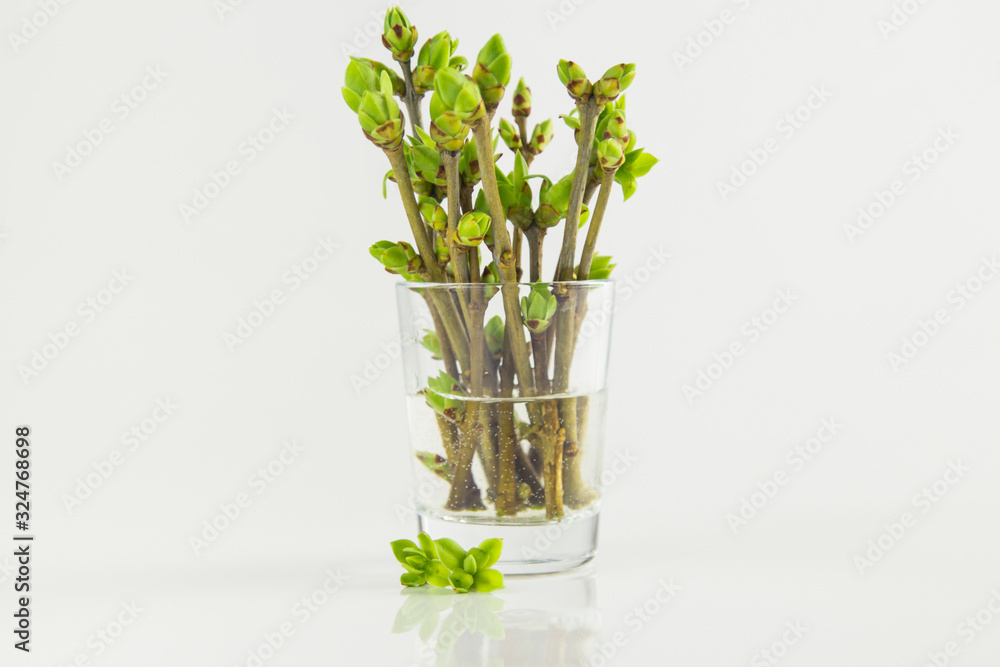 Bouquet of branch with buds in little glass bottle on white background. empty copy space for inscription. spring time season. Bouquet of branch with buds in little glass bottle on white background. empty copy space for inscription. spring time season.