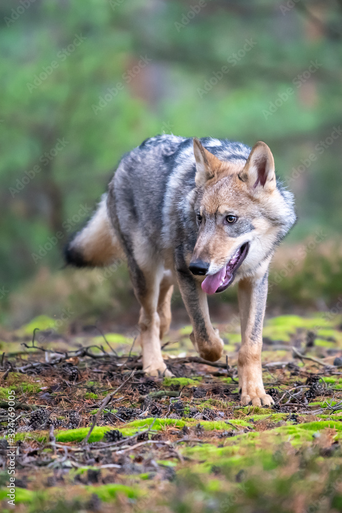 Lone wolf running in autumn forest Czech Republic Lone wolf running in autumn forest Czech Republic