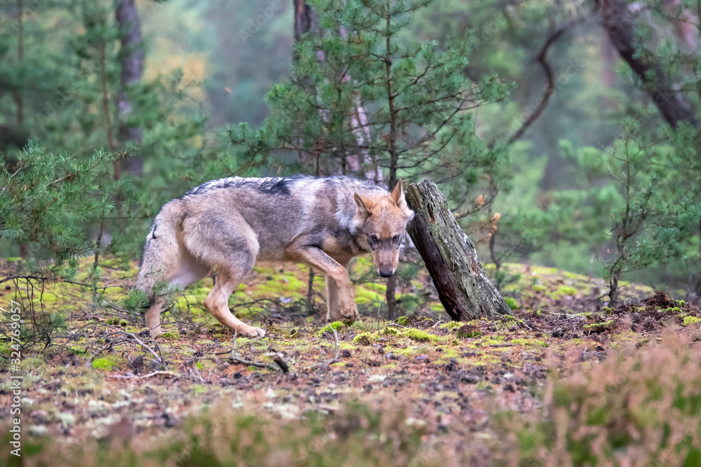 Lone wolf running in autumn forest Czech Republic Lone wolf running in autumn forest Czech Republic