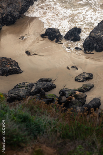 Seals in Point Dume next to Malibu, California, United States.