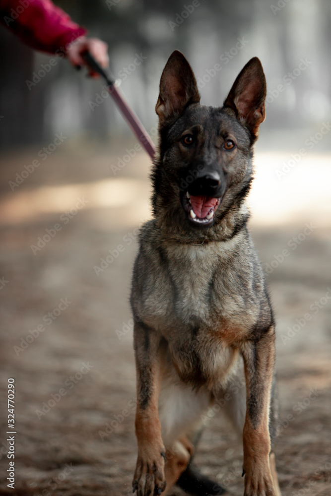 Beautiful German shepherd in the autumn forest