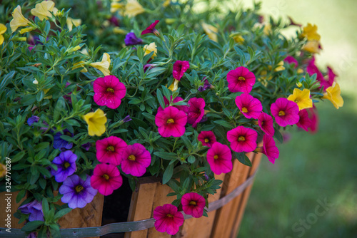 View of colorful flowers in the wooden flowerpot.