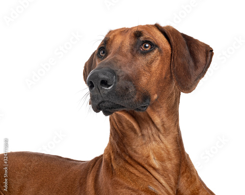 Rhodesian Ridgeback in studio