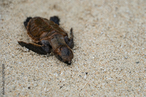 Baby turtle on the beach on its way into the ocean after hattching photo