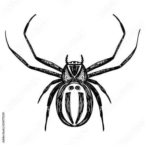 Hand drawn vector of tropical spider