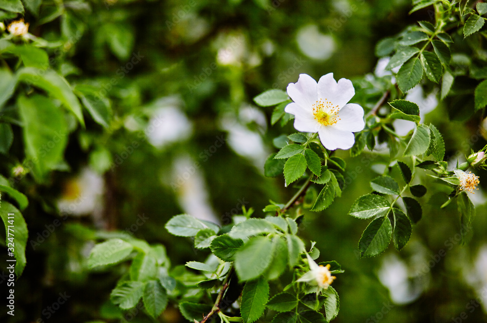 Beautiful spring briar twig (dog rose or rosehip), it can be used as a background. White bloom, buds, green leaves Beautiful spring briar twig (dog rose or rosehip), it can be used as a background. White bloom, buds, green leaves