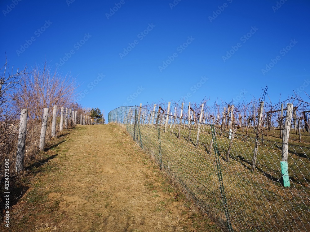 Weinreben im Winter