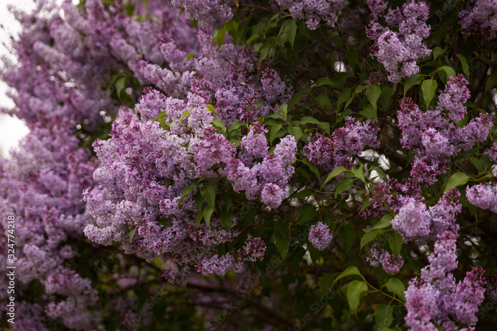 Beautiful landscape with lilac trees in blossom. Purple lilac bushes in the park