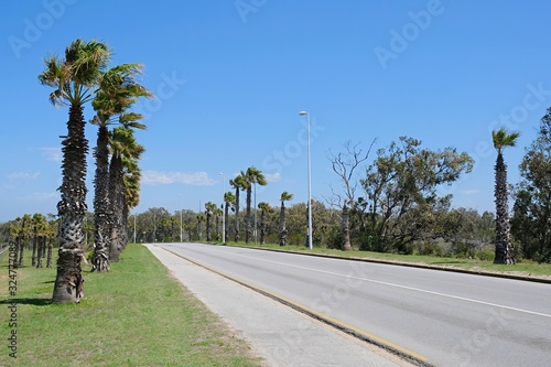 Slika na platnu wide angle view of tall palm trees waving in the wind on either side of a boulev