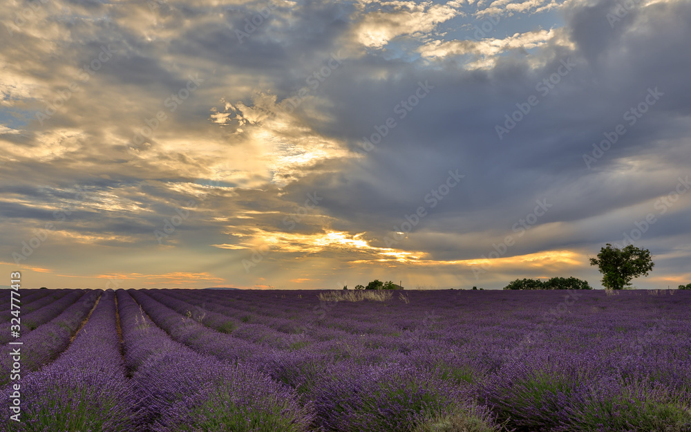 sunset over lavender field