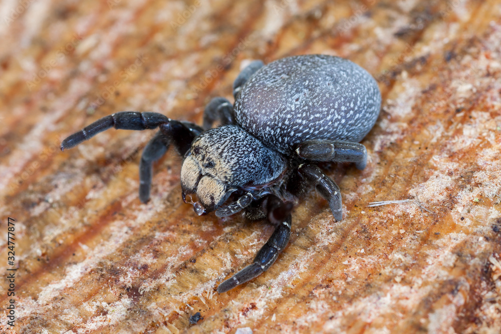 Spotted female jumping spider, Eresus cinnaberinus, on a pine log.