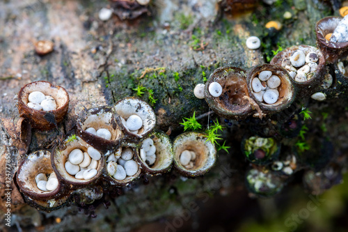 Photos Crucibulum laeve, small mushrooms like bird nests.
