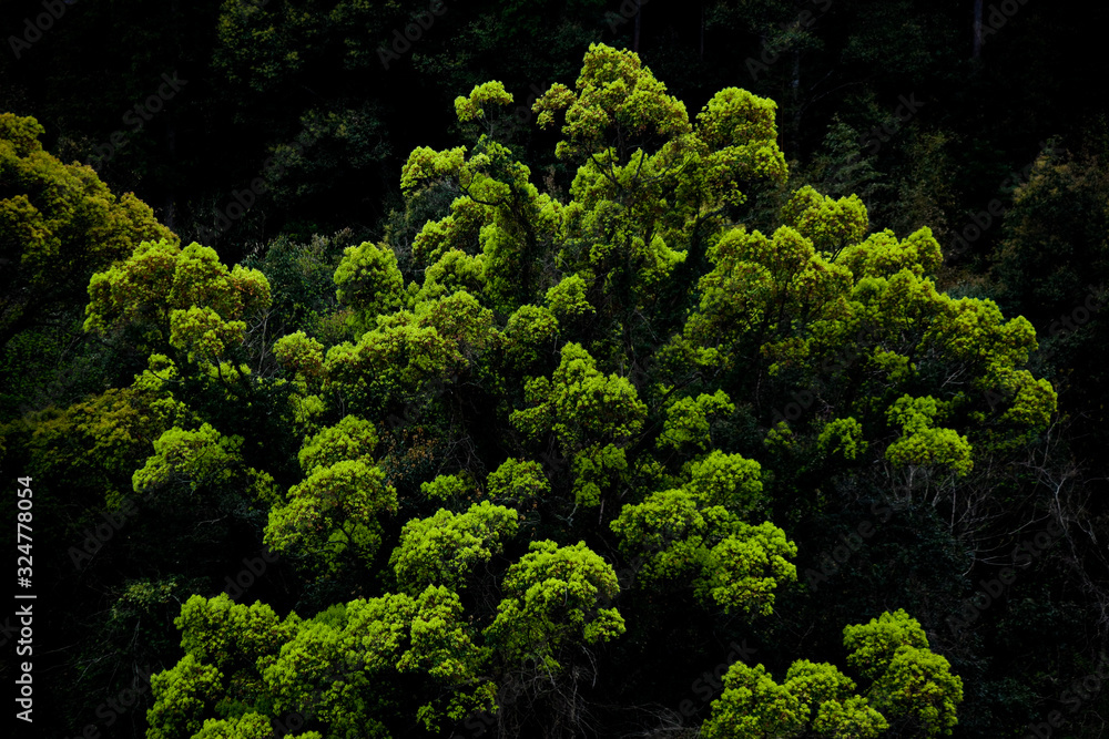 Naklejka premium 森林の若葉