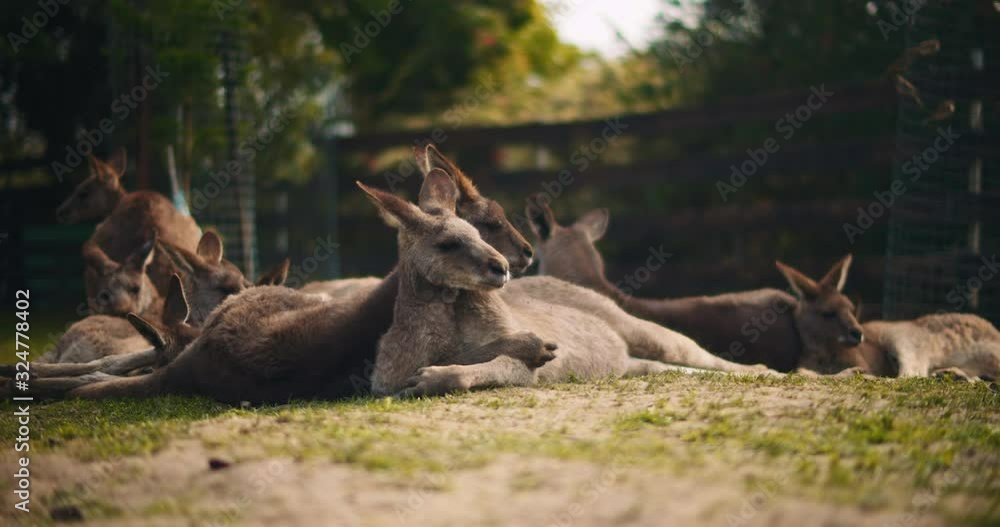 Group of eastern grey kangaroos lying on the grass, with group of birds flying by. Cinematic slow motion, BMPCC 4K Group of eastern grey kangaroos lying on the grass, with group of birds flying by. Cinematic slow motion, BMPCC 4K