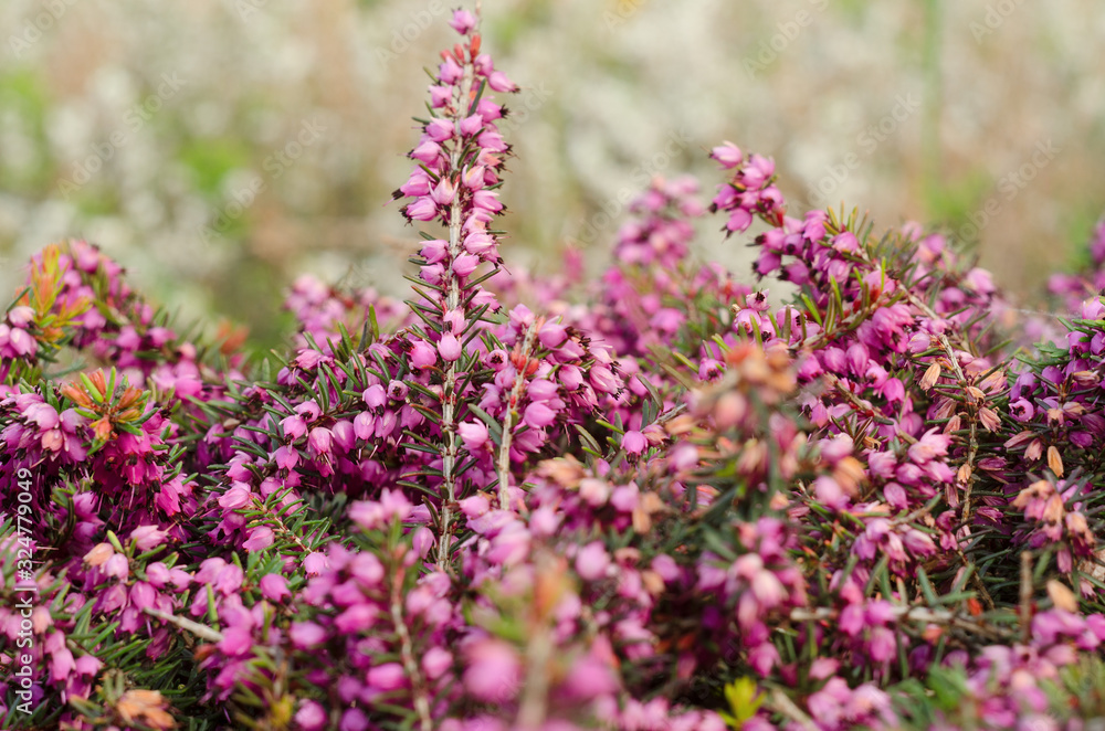 Beautiful purple heather cover in a field full of spring sunlight. Soft focused natural seasonal background