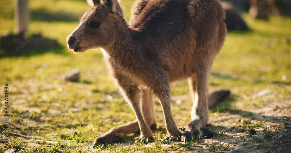 Little eastern grey kangaroo eating grass from the ground. Slow motion, close up. BMPCC 4K Little eastern grey kangaroo eating grass from the ground. Slow motion, close up. BMPCC 4K