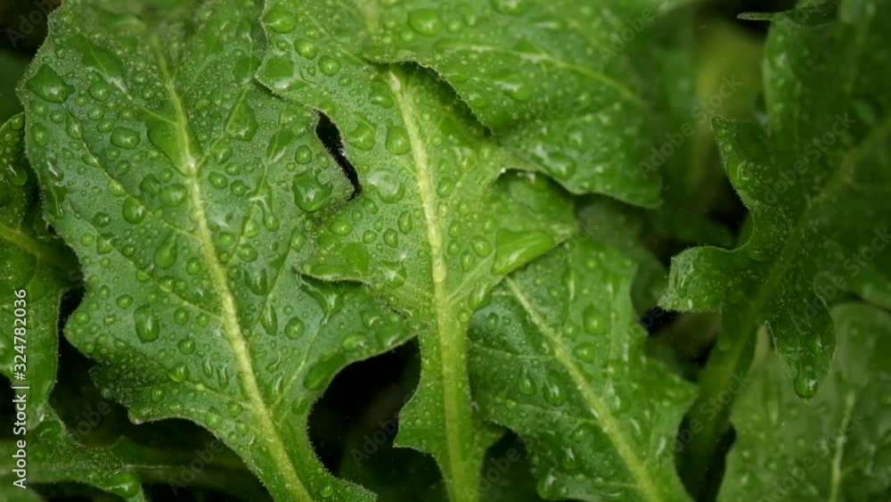 Green leaf with water droplets,Close-up selective focus Green leaf with water droplets,Close-up selective focus