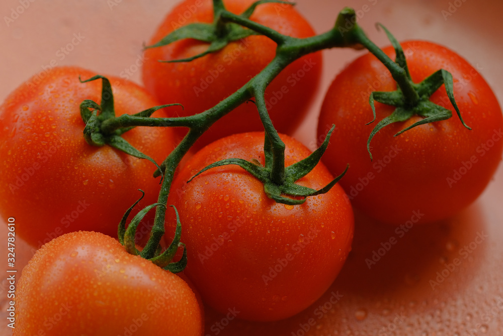 fresh tomatoes in hands. Red tomatoes on a branch with drops of water close-up lie on the table. Concept: agriculture, tomato, nature fresh tomatoes in hands. Red tomatoes on a branch with drops of water close-up lie on the table. Concept: agriculture, tomato, nature