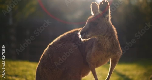 Close up of an eastern grey kangaroo at sunset, eating grass, with beautiful cinematic sun flares. BMPCC 4K photo