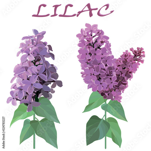 two sprigs of lilac on stems with leaves isolated on white background