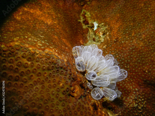 Tunicates on Gonipora Coral photo